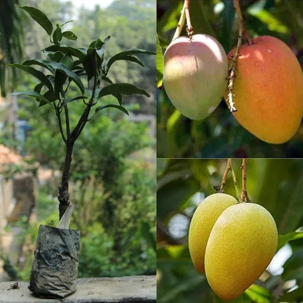 Alphonso_Mango_Fruit_Plant_(Hybrid_&_Grafting_)_Pack_Of-1