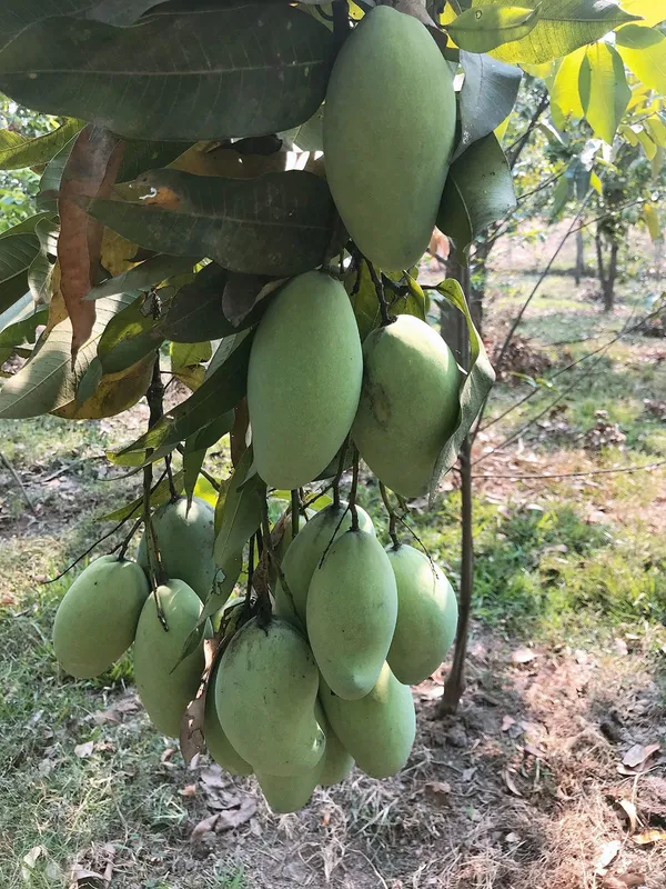 Alphonso_Mango_Fruit_Plant_(Hybrid_&_Grafting_)_Pack_Of-1