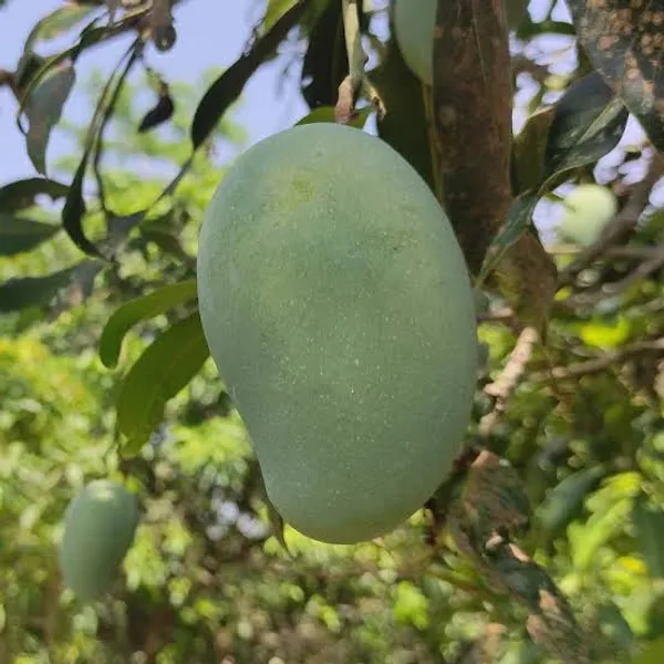 Alphonso_Mango_Fruit_Plant_(Hybrid_&_Grafting_)_Pack_Of-1