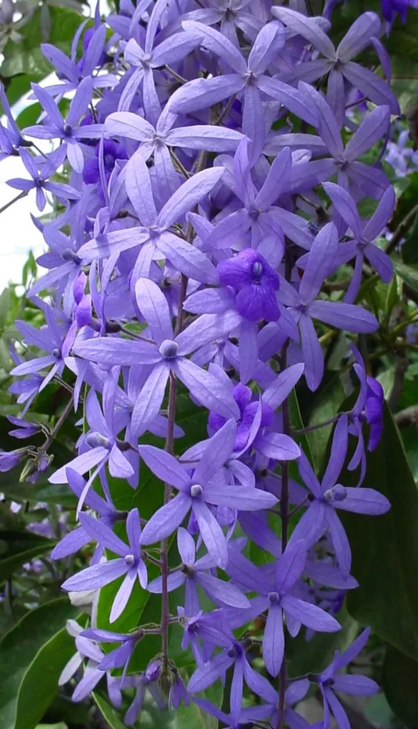 Hybrid_Ptrea_Volubilis_(Neel_Monilota)_Flower_Plant_Pack_Of_1