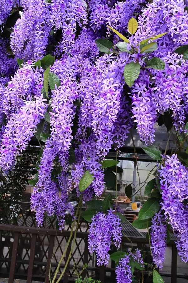 Hybrid_Ptrea_Volubilis_(Neel_Monilota)_Flower_Plant_Pack_Of_1