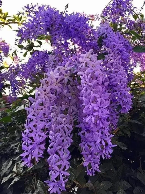 Hybrid_Ptrea_Volubilis_(Neel_Monilota)_Flower_Plant_Pack_Of_1