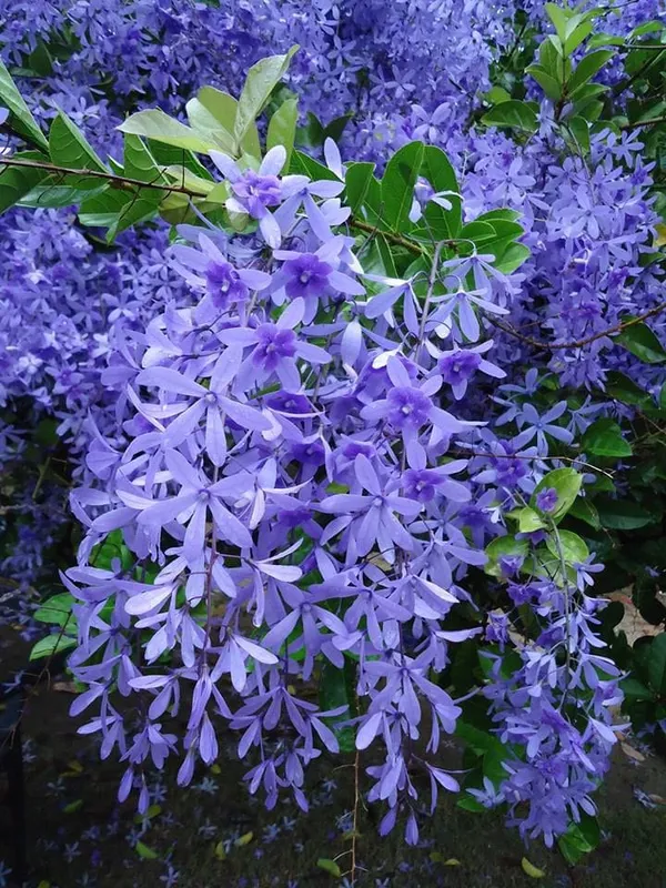 Hybrid_Ptrea_Volubilis_(Neel_Monilota)_Flower_Plant_Pack_Of_1