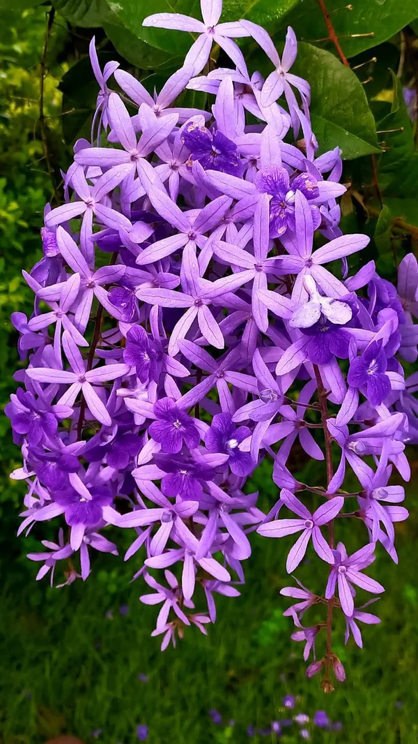 Hybrid_Ptrea_Volubilis_(Neel_Monilota)_Flower_Plant_Pack_Of_1