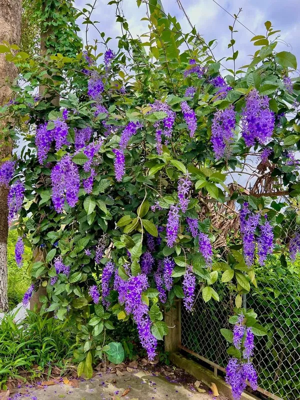 Hybrid_Ptrea_Volubilis_(Neel_Monilota)_Flower_Plant_Pack_Of_1