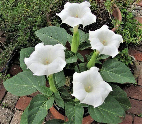 Hybrid_White_Datura_Plant_(Pack_Of_1)