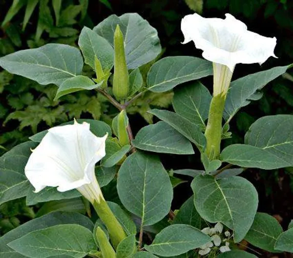 Hybrid_White_Datura_Plant_(Pack_Of_1)