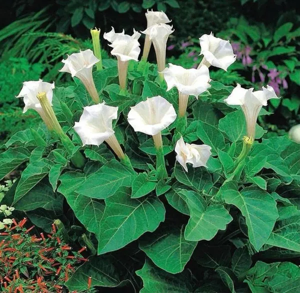 Hybrid_White_Datura_Plant_(Pack_Of_1)