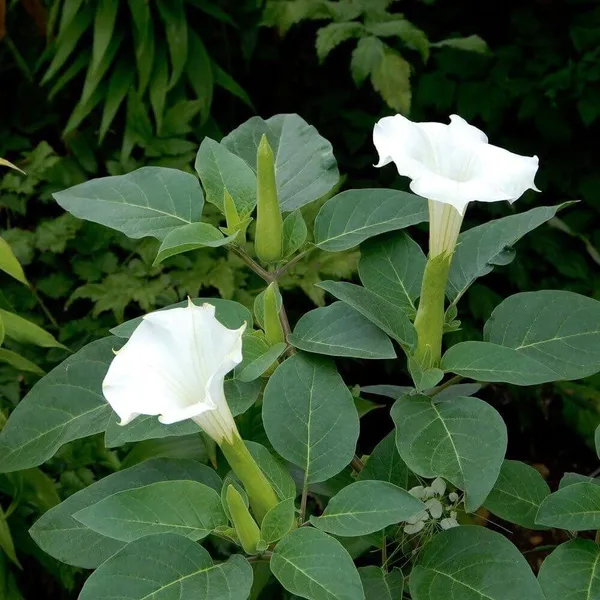 Hybrid_White_Datura_Plant_(Pack_Of_1)
