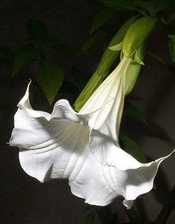 Hybrid_White_Datura_Plant_(Pack_Of_1)