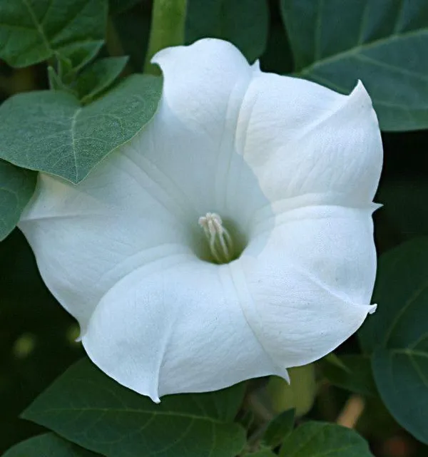 Hybrid_White_Datura_Plant_(Pack_Of_1)
