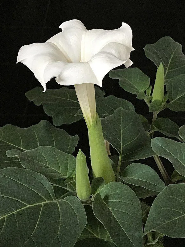 Hybrid_White_Datura_Plant_(Pack_Of_1)