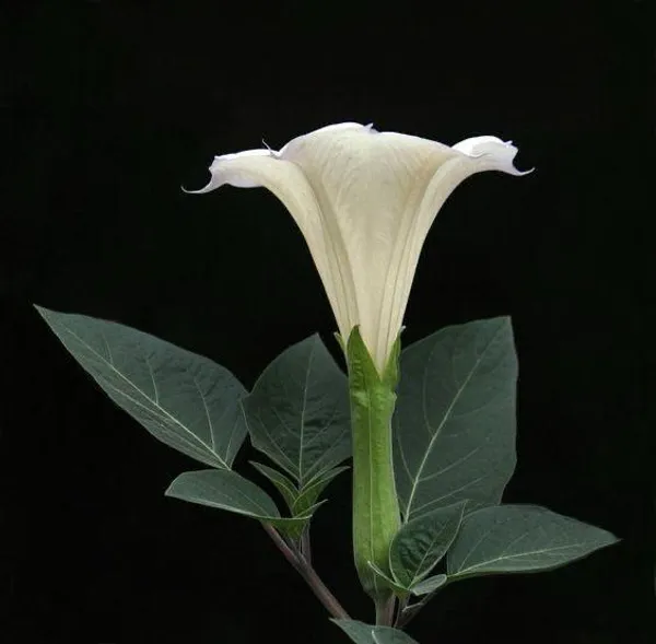 Hybrid_White_Datura_Plant_(Pack_Of_1)