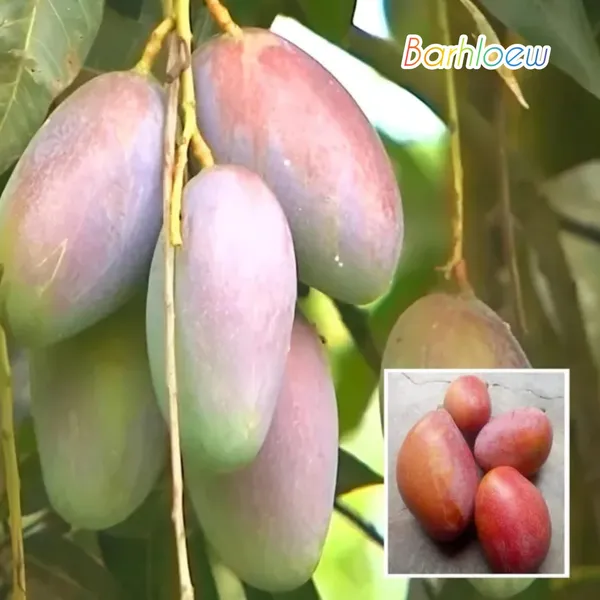 Thai_Bari_13_Mango🥭🥭🥭_Grafting_Fruit_Plant_(1.5-3_Feet_Height_Pack_Of_1)