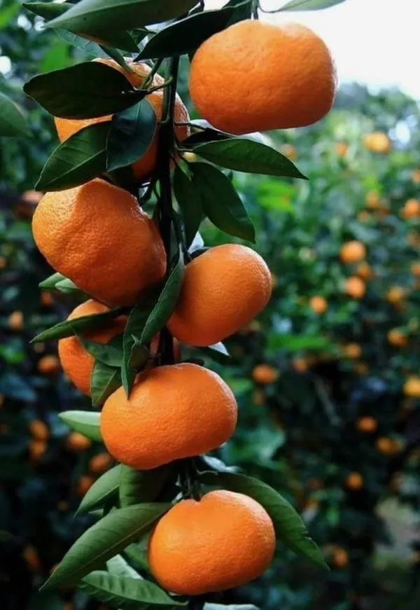 Chinese_Orange_Fruit_Plant_(Hybrid_&_Grifting)_Pack_Of-1