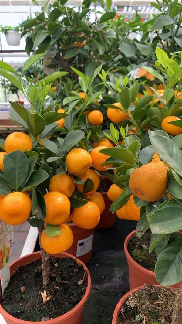 Chinese_Orange_Fruit_Plant_(Hybrid_&_Grifting)_Pack_Of-1