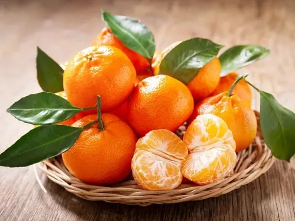 Chinese_Orange_Fruit_Plant_(Hybrid_&_Grifting)_Pack_Of-1