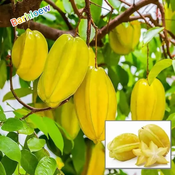 Hybrid_Star_Fruit_Grafting_Plant_(Pack_Of-1)