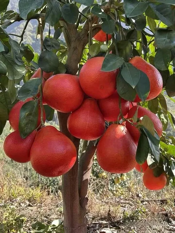Red_Pomelo_Lemon_Fruit_Plant_(Hybrid_&_Grafting)_Pack_Of-1