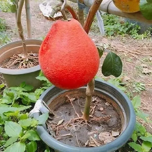 Red_Pomelo_Lemon_Fruit_Plant_(Hybrid_&_Grafting)_Pack_Of-1