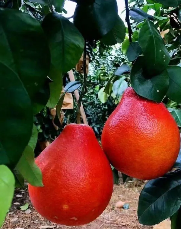 Red_Pomelo_Lemon_Fruit_Plant_(Hybrid_&_Grafting)_Pack_Of-1
