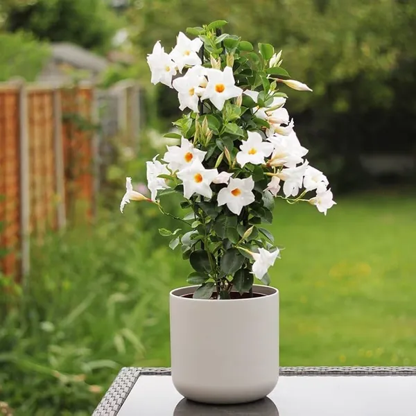 Hybrid_White_Mandivilla_Flower_Plant_(Pack_Of-1_)
