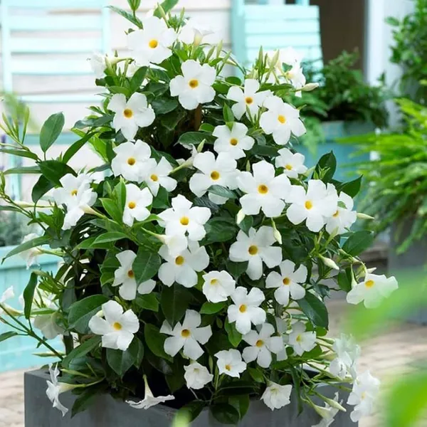 Hybrid_White_Mandivilla_Flower_Plant_(Pack_Of-1_)