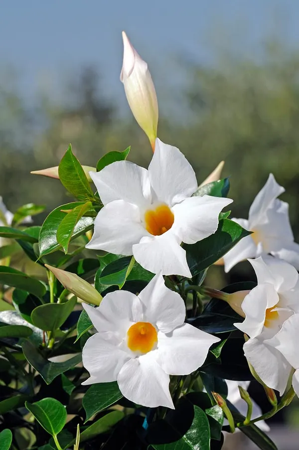 Hybrid_White_Mandivilla_Flower_Plant_(Pack_Of-1_)