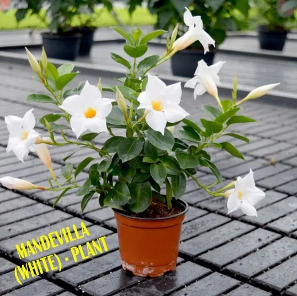 Hybrid_White_Mandivilla_Flower_Plant_(Pack_Of-1_)
