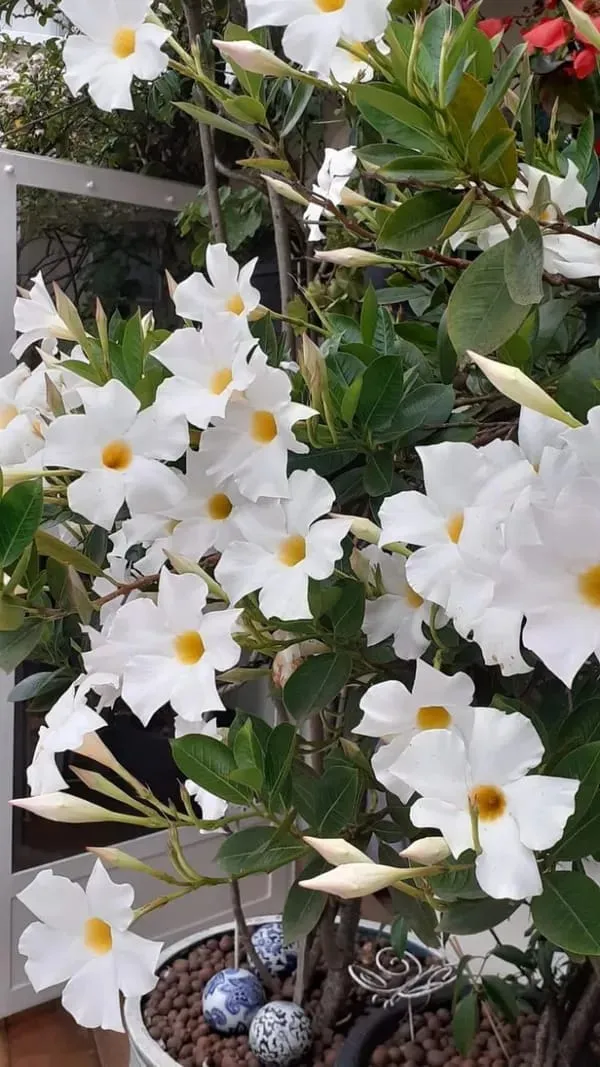 Hybrid_White_Mandivilla_Flower_Plant_(Pack_Of-1_)