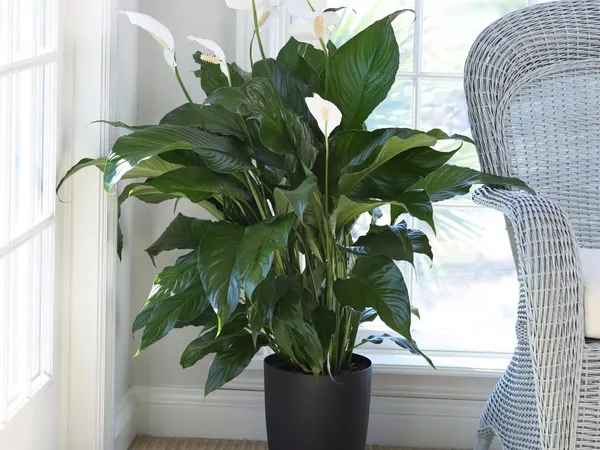 Peace_Lily_Plant_(Pack_Of-1)