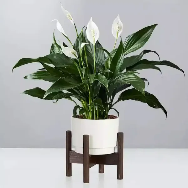 Peace_Lily_Plant_(Pack_Of-1)