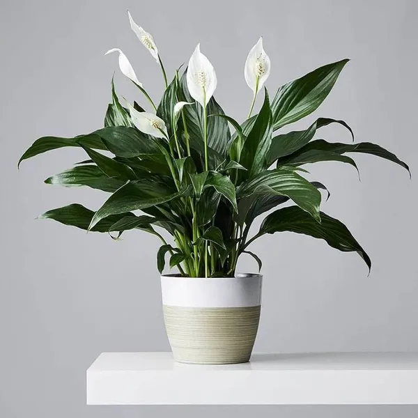 Peace_Lily_Plant_(Pack_Of-1)