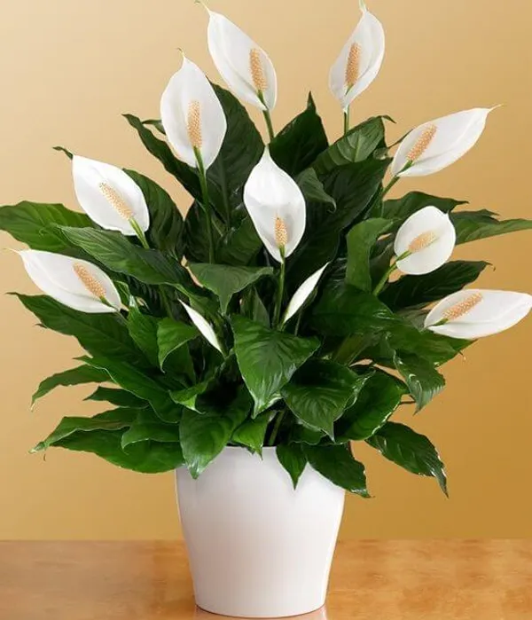 Peace_Lily_Plant_(Pack_Of-1)