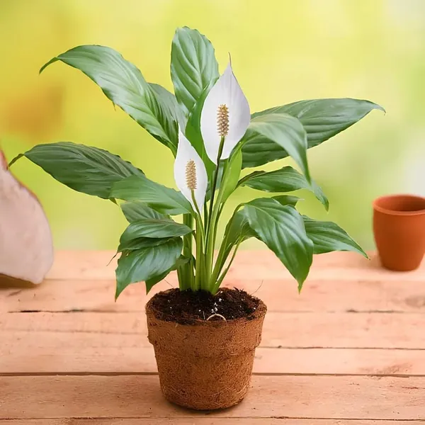 Peace_Lily_Plant_(Pack_Of-1)