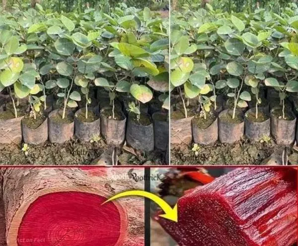 Red_Rare__Sandalwood_Plant_|_Lal_Chandan_Plant_(Pack_Of_1)