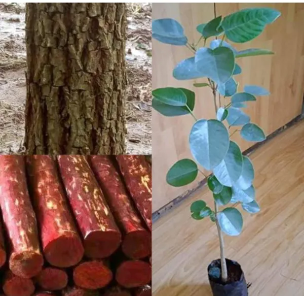 Red_Rare__Sandalwood_Plant_|_Lal_Chandan_Plant_(Pack_Of_1)