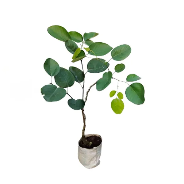 Red_Sandalwood_Plant_(1.5-3_Feet_Height_Pack_Of_1)