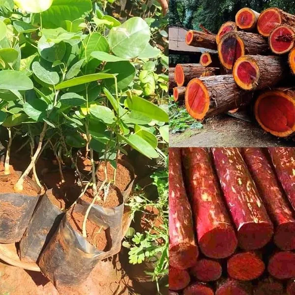 Red_Sandalwood_Plant_(1.5-3_Feet_Height_Pack_Of_1)