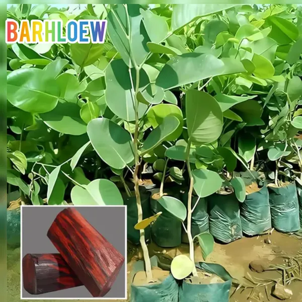 Red_Sandalwood_Plant_(1.5-3_Feet_Height_Pack_Of_1)