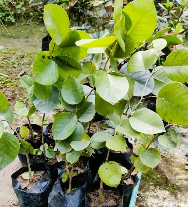 Red_Sandalwood_Plant_(1.5-3_Feet_Height_Pack_Of_1)