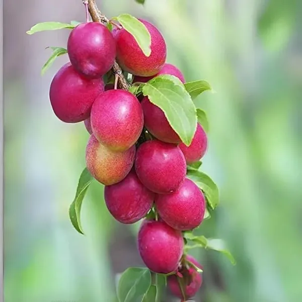 All_Time_Hybrid_Miss_India_Apple_Ber_Grafting_Fruit_Plant_(Pack_Of_1)