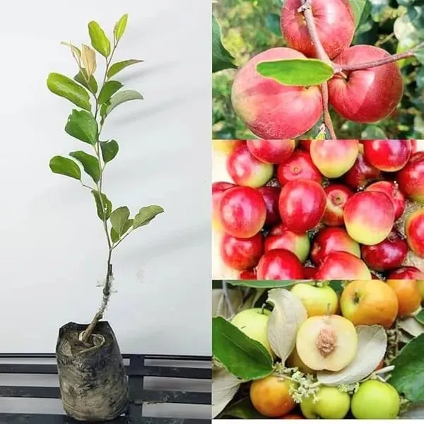 All_Time_Hybrid_Miss_India_Apple_Ber_Grafting_Fruit_Plant_(Pack_Of_1)