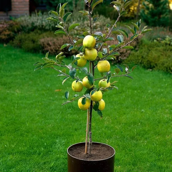 Hybrid_Golden_Grafting_🍎🍎🍎_Apple_Plant_(Pack_Of-1)
