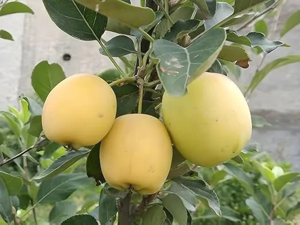 Hybrid_Golden_Grafting_🍎🍎🍎_Apple_Plant_(Pack_Of-1)
