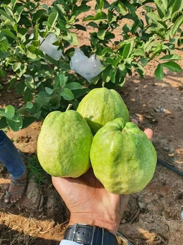 Hybrid_Vnr_Guava_Fruit_Plant_(Pack_Of-1_)