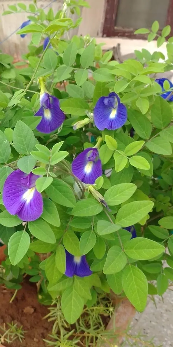 Hybrid_Aparajita_Seedling_Plant_(Pack_Of_1)