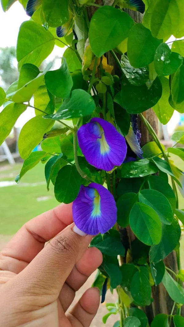 Hybrid_Aparajita_Seedling_Plant_(Pack_Of_1)