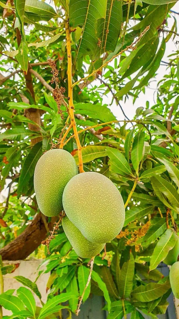 Hybrid_Hapus_Mango_Grafting_Plant_(Pack_Of-1)
