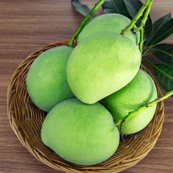 Hybrid_Hapus_Mango_Grafting_Plant_(Pack_Of-1)